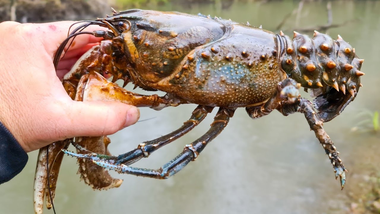 Catching Huge Crayfish A Midday Crayfishing Adventure YouTube catching-huge-crayfish-a-midday-crayfishing-adventure-youtube