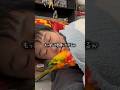 鳥さんとの暮らしは時間の使い方が上手くなりますね。可愛らしい週末🐥w #コガネメキシコインコ #セキセイインコ #暮らしチャンネル #birds #暮らし #インコ #ペット
