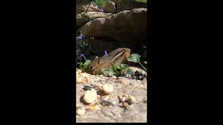 Relaxing Zen Garden: Feline Bliss #ZenGarden #FelineBliss by Zen Cat TV 8 views 3 weeks ago 14 seconds