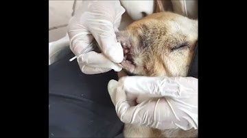 HOW TO REMOVE A TICK THE EASY WAY, TICK KEY REVIEW, REMOVE TICK FROM POOR PUPPY, TICK REMOVE #88