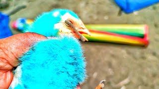 The Chicks Are Catching The Leech In A Dangerous Way Desi Chicks