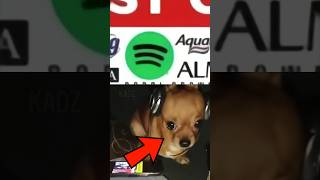 These companies test on animals meme (Spotify)