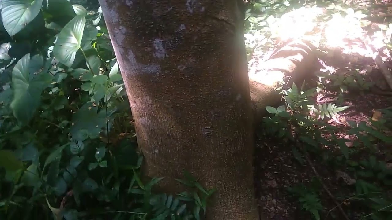 Survei lokasi kayu sengon harga 3 juta,bisa negokah?