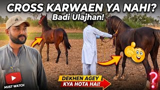  Vacheri Ko Mastana Sy Cross Karwaen Ya Nahi?