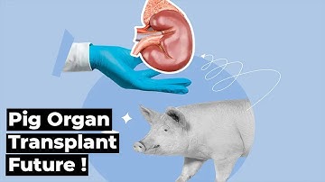 Pig Organ Transplants: Hope, Ethics, and the Future Ahead