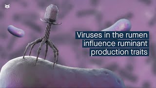 Microbial viruses influence the rumen microbial ecosystem and correlate with animal productivity The Rumen And Its Microbes