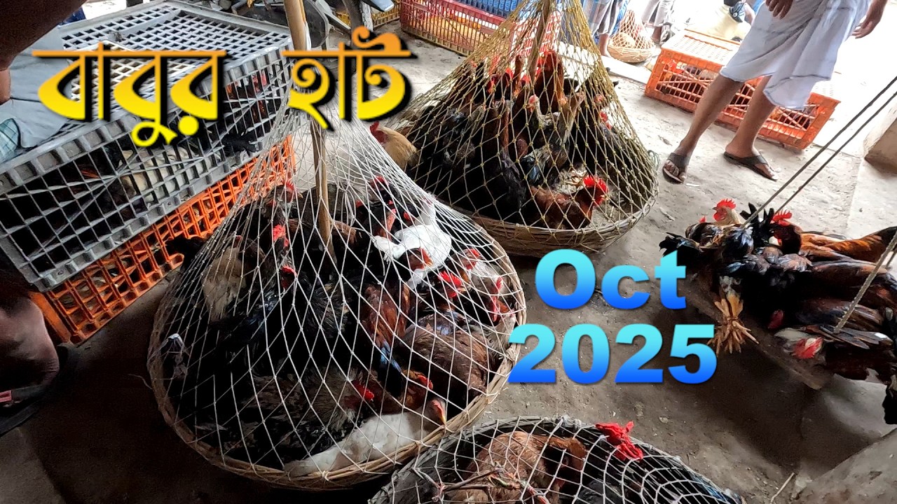 বাবুর হাট হাঁস ও মুরগির পাইকারি বাজার মিনাখা অক্টোবর ২০২৫ || duck and hen market in kolkata 