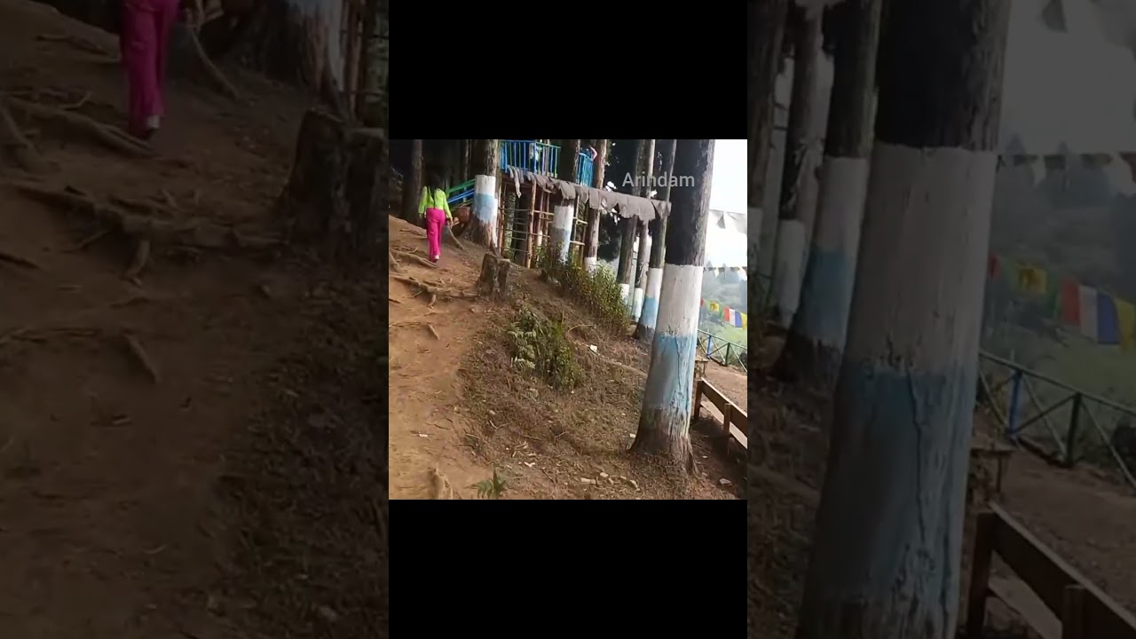 Lava Pine forest view Point 