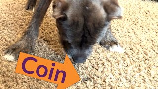Teach Your Dog the Coin Target Game by Michigan Pet Alliance 71 views 4 months ago 1 minute, 23 seconds