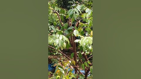 Pruning pohon belimbing biar cepat berbuah #short #belimbing #fruit #farm #viralvideo #tranding
