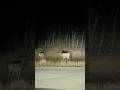Elk spotting