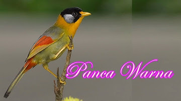 Download Masteran Burung Panca Warna