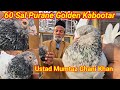 60   golden kabootar    60  years old golden pigeon breed  ustad mumtaz khan