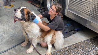 Leaking wheel seal on a Prevost bus leads to a very dangerous discovery.  & Leroy the St. Bernard.