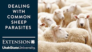 Dealing with Common Sheep Parasites