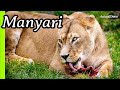 Manyari: leona que desafió el orden y partió su manada en 2