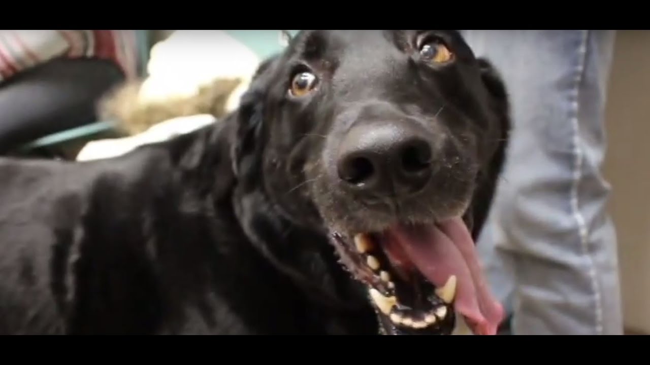 Sully's surgery: Petsecure lends a helping paw to a Winnipeg dog