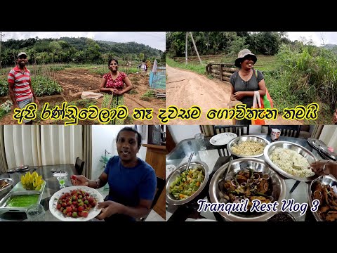 රෑ කෑම මාළු බැදලා ක්‍රිස්පි චිකන් ස්ටෝබෙරි තව ජාති ගොඩයි 😍 වගාවටම ජීවිතයම කැප කරන සුන්දර මිනිසුන්