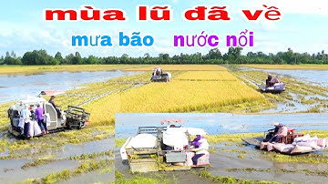 QUAY CẢNH MÁY CẮT LÚA KUBOTA DC70 LỘI NƯỚC MÙA BÃO NURO QUÁ ĐỈNH amazing video new