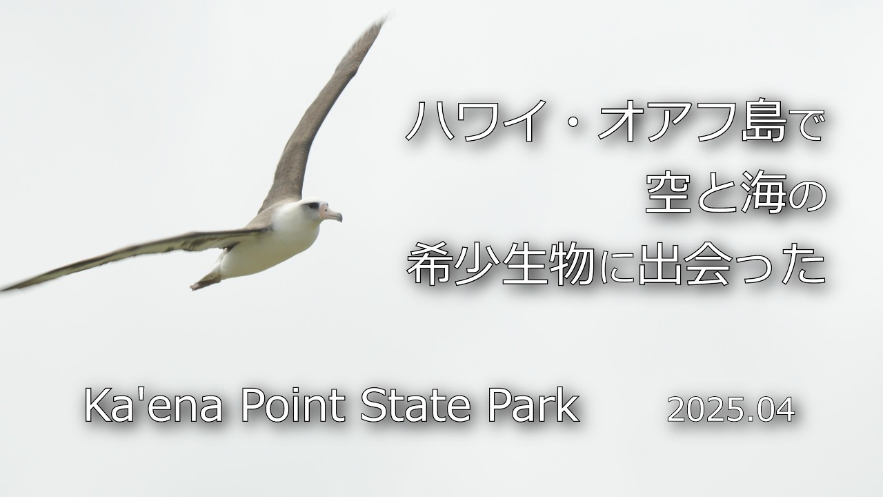 コアホウドリとアザラシ、ハワイ・オアフ島の西端で希少生物に出会った