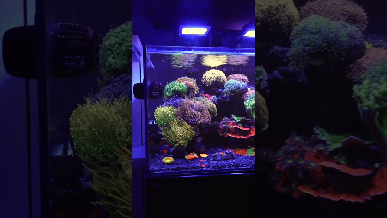 The MOST COLORFUL MESMERIZING Waterbox Reef Tank