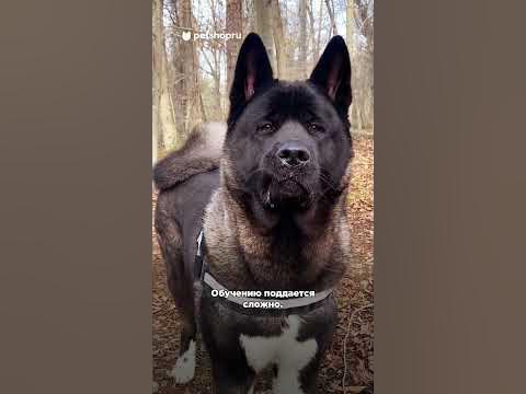 Американская акита: о породе за минуту #акита - YouTube