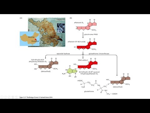 Video: Genetisk Mangfoldighed Af Aspergillus Flavus Og Forekomst Af Aflatoxin-kontaminering I Oplagret Majs På Tværs Af Tre Agro-økologiske Zoner I Kenya