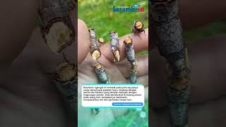 Dikira Potongan Ranting, Ternyata Ngengat Ini Punya Kamuflase Super Unik 😱🪵