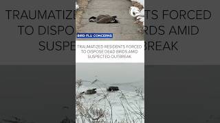 Traumatized residents forced to dispose dead birds amid suspected outbreak