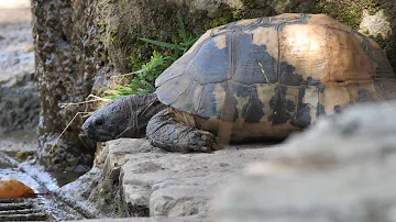 Quanto vive una tartaruga marginata?