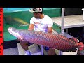 KILLING our MASSIVE PET FISH! **Why Predatory-Fins is CLOSING**