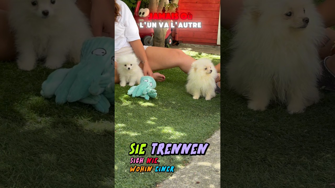 Leone — fenotipo prevalente VOLPINI DI POMERANIA