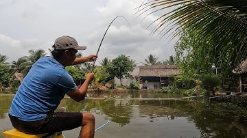 CHIẾN ĐẤU VỚI BẦY CÁ TRÔI KHỦNG VÀ BẦY CÁ RÔ PHI KHỦNG