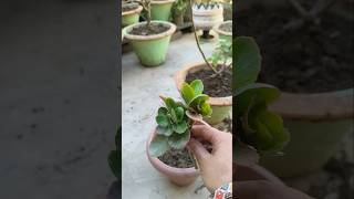 Grow unlimited Kalanchoe plant from Cutting report 🧑‍🌾garden #foodandflowers #motivation #ytshorts