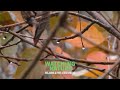 Dew on cherry branches during autumn fog | Plants: Trees | Nature 4K Royalty Free Stock Footage