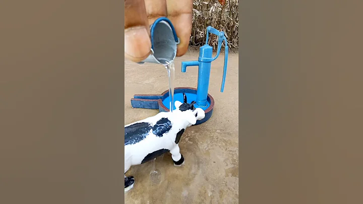 Bathed the cow with water from a mini hand pump