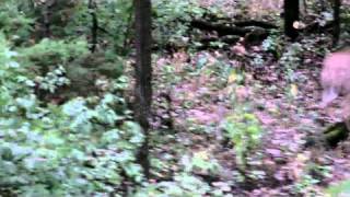 Video of my son and his first deer.AVI
