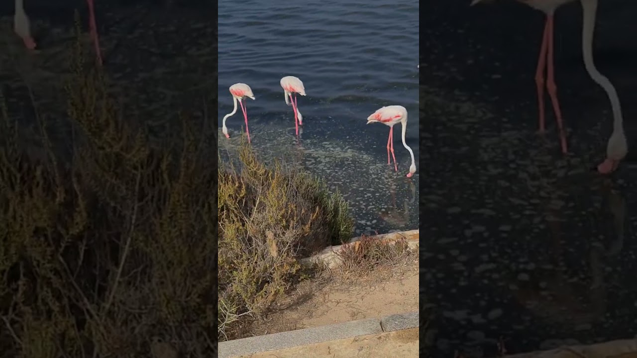 What three FLAMINGOS think about and how they quarreled. 