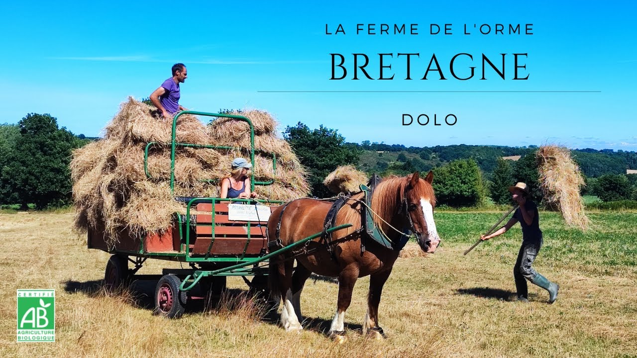 Traction animale en Bretagne – Foin & savoir-faire vu du ciel
