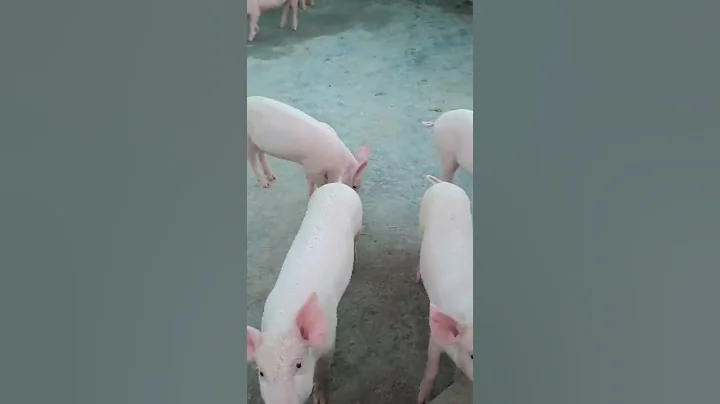 Pig Farm 🐖 || Full money 💸 Bank ||