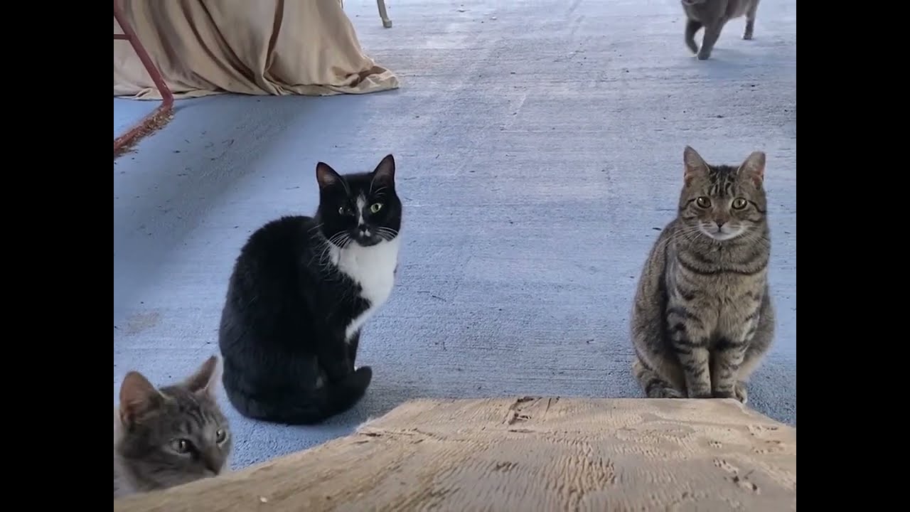 Juliette Short Video