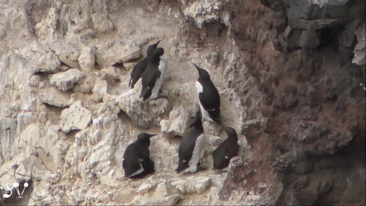 Common murre / Тонкоклювая кайра