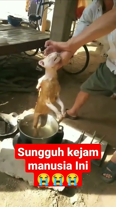 kasian banget kucing di rebus - ada juga kucing di blender 😭😭#shorts #short #viral