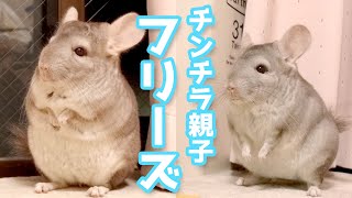 【チンチラ】立ったまま寝ちゃうチンチラが可愛すぎる！！ちっちゃな手で壁ドンする姿にも注目です♪