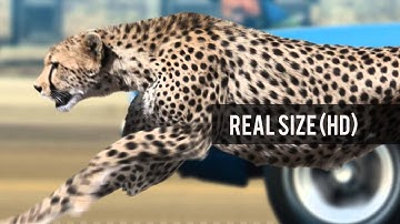 Cheetah Run. Isolated and cyclical animation. Alpha channel included.