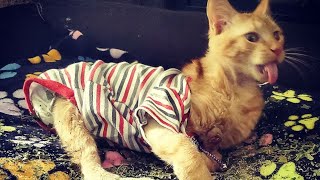 Scoots tries Catnip | manx syndrome | twisted leg syndrome | special needs cat by Kitty Committee 221 views 3 years ago 2 minutes, 16 seconds