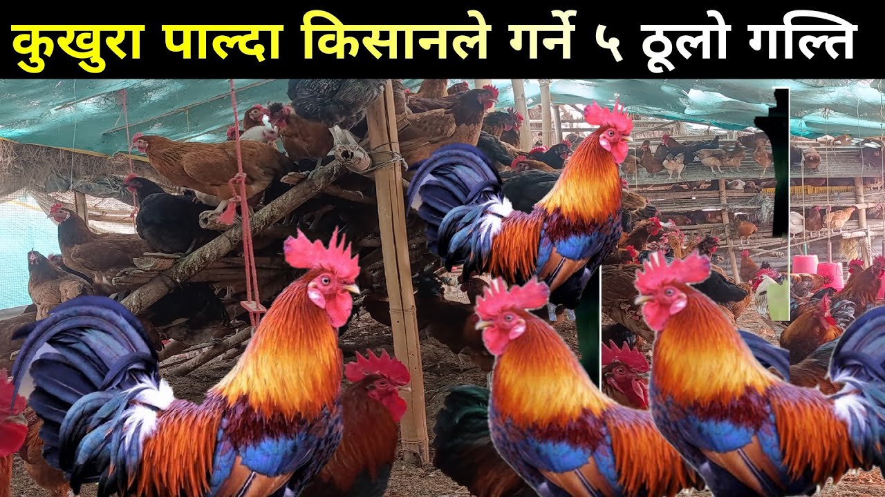 लोकल कुखुरा पाल्दा किसानले गर्ने ५ गल्तीहरु । जान्नुहोस र फाईदा लिनुहोस