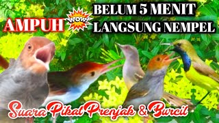 The sound of the red prenjak male female combination of burcil is great to attract..!!