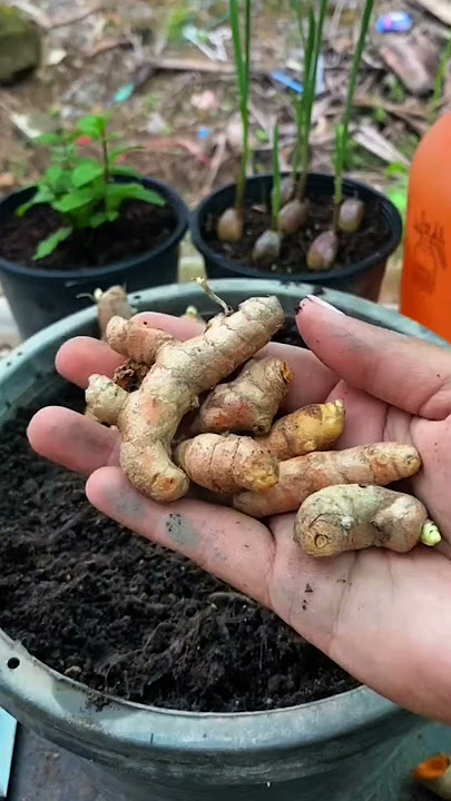 Cara mudah tanam kunyit di media pot #kunyit #berkebun #gardeningtips