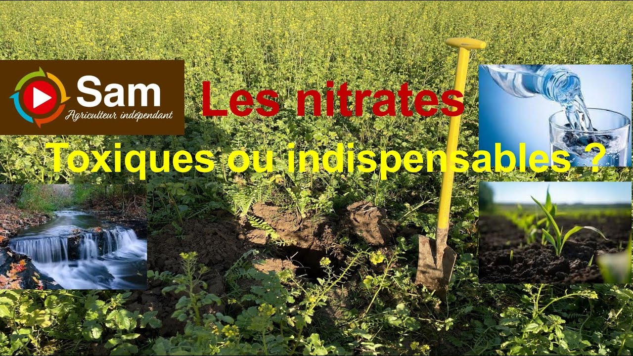 Les nitrates et l'homme : Toxiques ou indispensables ?